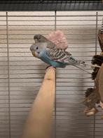 Melanistic split blackface pop, Vrouwelijk, Parkiet, Geringd