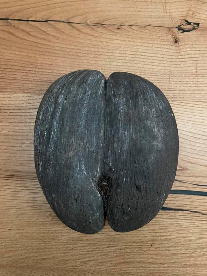 Ruwe coco de mer (zeekokosnoot) uit de seychellen, Antiek en Kunst, Curiosa en Brocante, Ophalen of Verzenden
