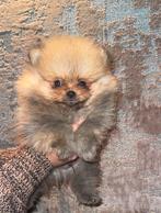 Exclusieve Teacup/ mini bearface pomeranian/pomeriaan pup., Dieren en Toebehoren, Keeshond, Reu, CDV (hondenziekte), 8 tot 15 weken