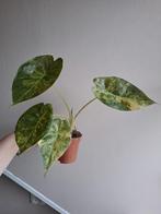 Alocasia Wentii Sunset Aurea Variegata, Ophalen of Verzenden, Overige soorten, Minder dan 100 cm