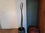 Cactus, naaldloos,  gratis af te halen., Ophalen of Verzenden, Cactus, Volle zon, Minder dan 100 cm
