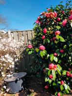 Camelia, Ophalen of Verzenden, Lente, Overige soorten, 100 tot 250 cm