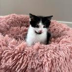 3 lieve kittens te koop - vrouwtje/mannetje, Dieren en Toebehoren, Katten en Kittens | Overige Katten, Meerdere dieren, Kortharig