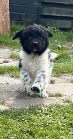 Friese stabij x wetterhoun puppies  Reutjes, Dieren en Toebehoren, Honden | Retrievers, Spaniëls en Waterhonden, CDV (hondenziekte)