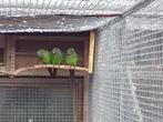 3 jonge pyrrhura's, hybrides. Ideaal om tam te maken., Dieren en Toebehoren, Vogels | Parkieten en Papegaaien, Geslacht onbekend
