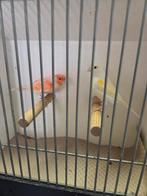 Koppel kanaries, Dieren en Toebehoren, Meerdere dieren, Kleurkanarie