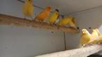 Kanaries geel, Dieren en Toebehoren, Vogels | Kanaries, Meerdere dieren, Kleurkanarie