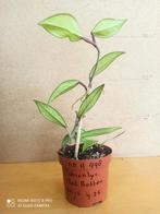 Hoya pubicalyx red bottem pm 8.5 nummer H998, Huis en Inrichting, Kamerplanten, Ophalen of Verzenden, Overige soorten, Minder dan 100 cm