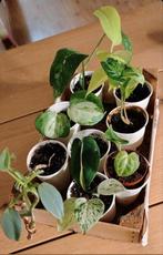 Kamerplanten mini's pakket, Ophalen, Halfschaduw, Minder dan 100 cm