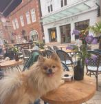 Pomeranian (Mannetjes dekreu), Dieren en Toebehoren, Rabiës (hondsdolheid), Eén hond, 3 tot 5 jaar, Nederland