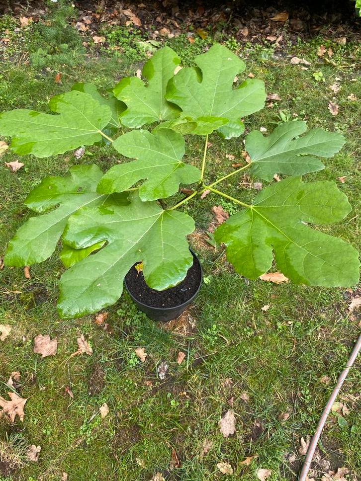 Vijgenboom/struik 🪴veel fruit de laatsten prijs verlaagd !, Tuin en Terras, Planten | Fruitbomen, Vijgenboom, Minder dan 100 cm