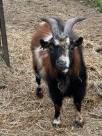 Dwerggeit bok, Mannelijk, Geit, 3 tot 5 jaar