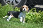 Beagle pups nieuw nestje, België, Beagle, Reu, 8 tot 15 weken