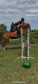 Sportpony met veel potentie, Dieren en Toebehoren, Pony's, Merrie, Gechipt, Dressuurpony, 3 tot 6 jaar
