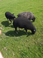 Dassenkop rammen te koop, Dieren en Toebehoren, Schapen, Geiten en Varkens, Mannelijk, Schaap