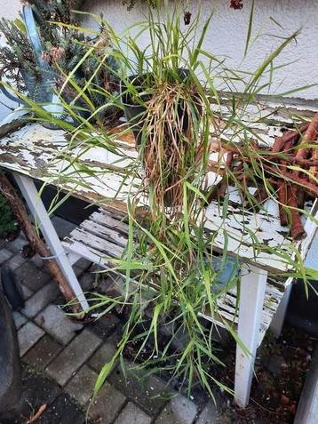 Hangende bamboo beschikbaar voor biedingen