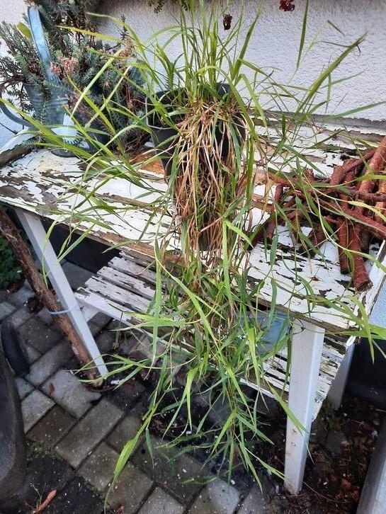 Hangende bamboo, Tuin en Terras, Planten | Tuinplanten, Overige soorten, Volle zon, Ophalen