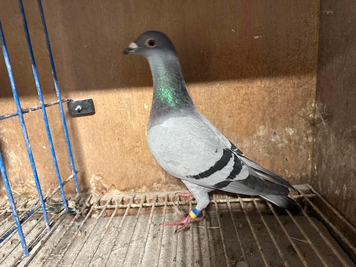 Postduiven, Dieren en Toebehoren, Vogels | Duiven, Postduif, Meerdere dieren