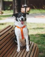 Snoer zoekt een familie, Dieren en Toebehoren, Honden | Niet-rashonden, Particulier, Reu, Buitenland, Eén hond