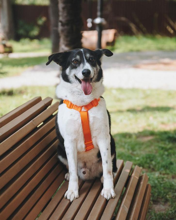 Snoer zoekt een familie, Dieren en Toebehoren, Honden | Niet-rashonden, Middel, Reu, Particulier, Eén hond, Buitenland, 3 tot 5 jaar