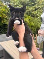 Kruising britse korthaar, Dieren en Toebehoren, Katten en Kittens | Raskatten | Korthaar, Kater, Ontwormd