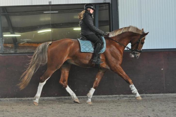 5 jarige grote gelderse ruin v.Edmundo, Dieren en Toebehoren, Paarden, Ruin, B, 175 cm of meer, 3 tot 6 jaar, Dressuurpaard, Met stamboom