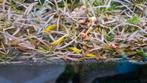 Gele neon stripe neocaridina garnalen, Kreeft, Krab of Garnaal, Zoetwatervis, Schoolvis