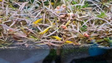 Gele neon stripe neocaridina garnalen beschikbaar voor biedingen