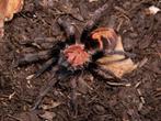 Davus pentaloris - Guatemalaanse wespvogelspin - Vrouw, Dieren en Toebehoren, Insecten en Spinnen, Spin of Schorpioen