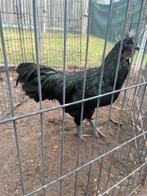 Ayam cemani 100% - haan, Mannelijk, Kip