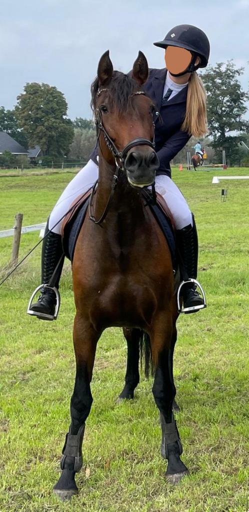 Mooie 4 jarige merrie, Dieren en Toebehoren, Paarden, Merrie, 3 tot 6 jaar, Dressuurpaard