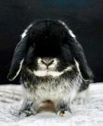 Prachtige Duitse Zilvervos Voedster Minilop 🩷, Dieren en Toebehoren, Konijnen, Vrouwelijk, Klein, 0 tot 2 jaar