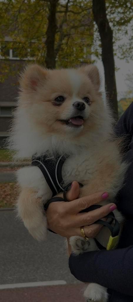 Pomeriaan, Dieren en Toebehoren, Honden | Poolhonden, Keeshonden en Oertypen, Reu, Keeshond, Particulier, Eén hond, Buitenland