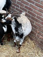 5 geiten en 1 bok, Dieren en Toebehoren, Meerdere dieren, Geit