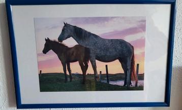 Ingelijste  foto van 2 PAARDEN 31 bij 21 cm. beschikbaar voor biedingen