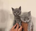 2 Britse korthaar kittens beschikbaar, Dieren en Toebehoren, Katten en Kittens | Dekkaters
