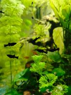 Black molly / vissen / aquarium vissen, Dieren en Toebehoren, Vis, Zoetwatervis