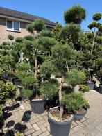 Pinus sylvestris bonsai te koop!!, Bloeit niet, 100 tot 250 cm, Volle zon, In pot