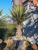 Yucca treculeana, Overige soorten, 100 tot 250 cm, Zomer, Ophalen