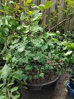 Ginkgo biloba, gingko, bonsai, levensboom, zaailing , 3-jar, Tuin en Terras, Planten | Bomen, Ophalen of Verzenden, Bloeit niet