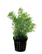 limnophila heterophylla 5 cm pot €4,95, Ophalen of Verzenden, Nieuw, Plant(en), Steen of Hout