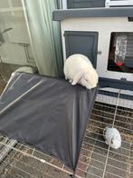 Lieve konijnen te koop, Dieren en Toebehoren, Konijnen, Meerdere dieren, Klein, Hangoor, 3 tot 5 jaar