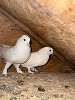 Witte duiven, Meerdere dieren, Postduif