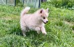 Pomsky puppys🐾 mogen verhuizen, Dieren en Toebehoren, Rabiës (hondsdolheid), 8 tot 15 weken, Poolhond, Meerdere