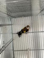 Parva witkeel man, Mannelijk, Wildzangvogel, Geringd