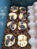 Alle maten Dubia kakkerlakken, Dieren en Toebehoren, Reptielen en Amfibieën