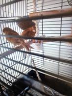 Koppel kanaries met kooie, Dieren en Toebehoren, Meerdere dieren, Kleurkanarie