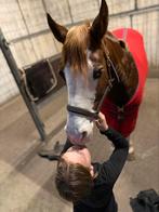 Leren halster te koop, Ophalen of Verzenden, Zo goed als nieuw, Recreatie