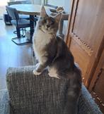 Maine coon, Dieren en Toebehoren, Kater