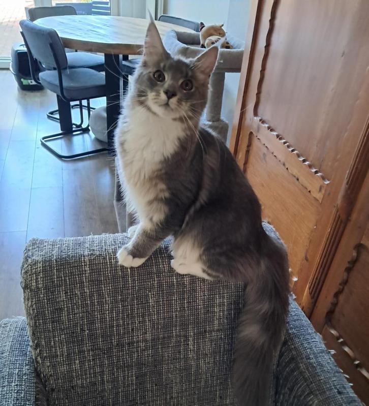 Maine coon, Dieren en Toebehoren, Katten en Kittens | Raskatten | Langhaar, Kater